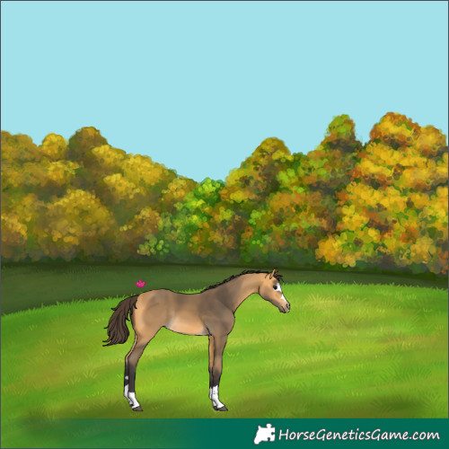 Horse Color:Buckskin Rabicano