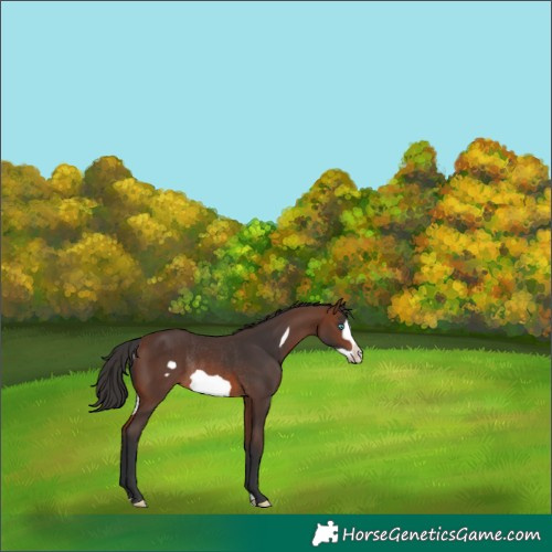 Horse Color:Brown Frame Rabicano