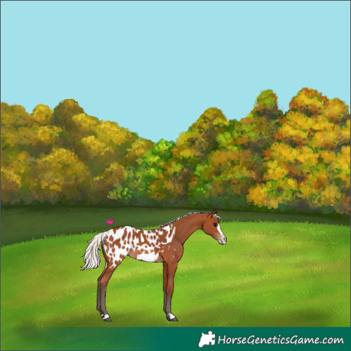 Horse Color:Silver Bay Frame Near Leopard Rabicano 