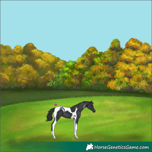 Horse Color:Black Tobiano 