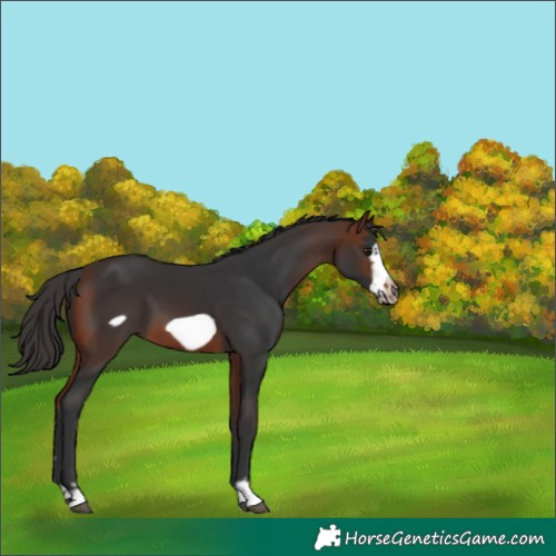 Horse Color:Bay Frame 