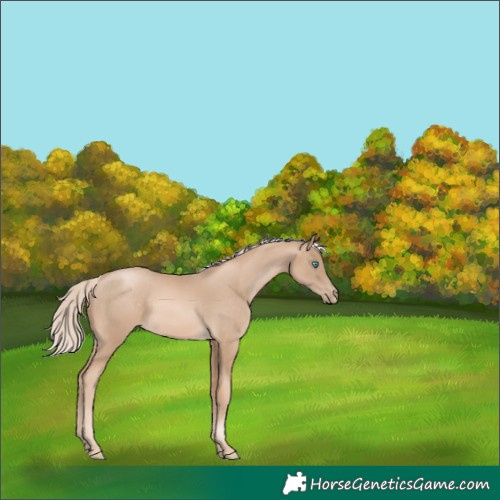 Horse Color:Chocolate Palomino Pearl