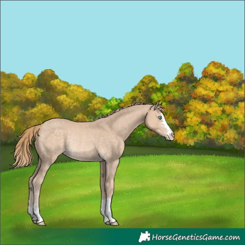 Horse Color:Perlino Rabicano