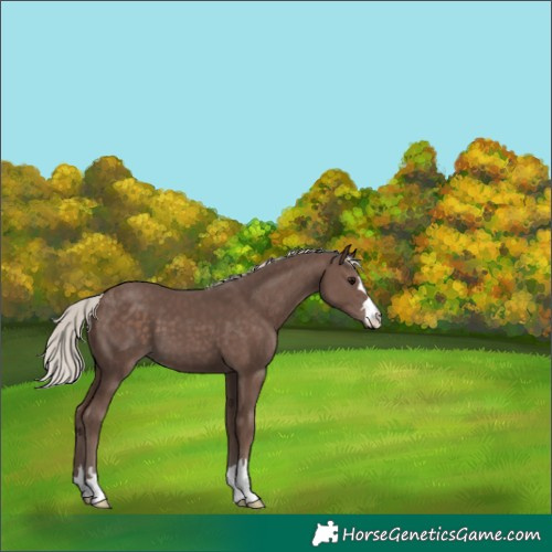 Horse Color:Silver Black