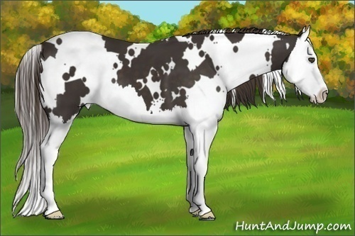 Horse Color:White Spotted Liver Chestnut Splash 