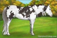 Horse Color:White Spotted Liver Chestnut Splash 