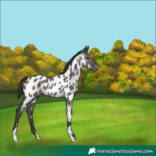 Horse Color:Grullo Appaloosa