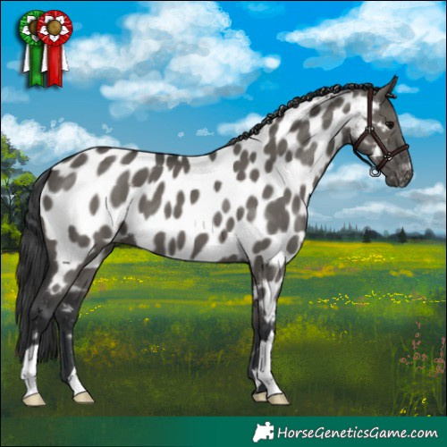 Horse Color:Grullo Appaloosa 