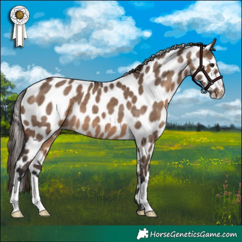 Horse Color:Brown Dun Appaloosa 