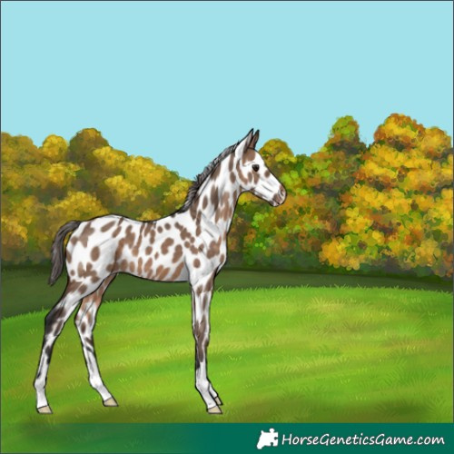 Horse Color:Brown Dun Appaloosa 