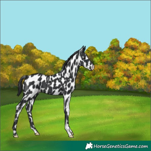 Horse Color:Black Appaloosa 