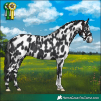 Horse Color:Black Appaloosa