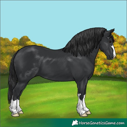 Horse Color:Black 