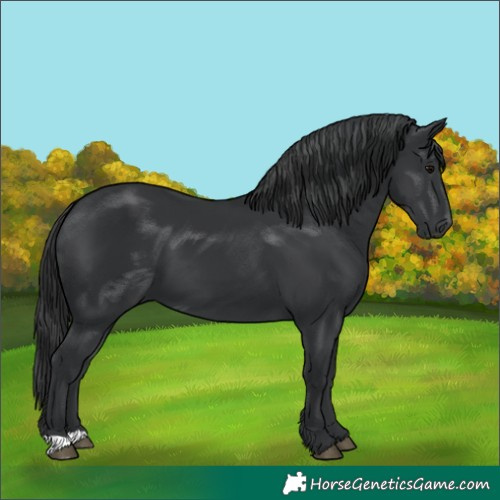 Horse Color:Black 