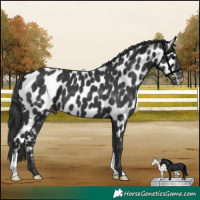 Horse Color:Black Appaloosa