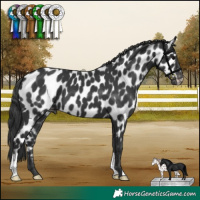 Horse Color:Black Appaloosa 