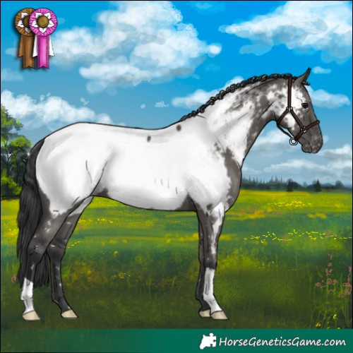 Horse Color:Grullo Appaloosa 