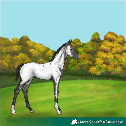 Horse Color:Grullo Appaloosa 