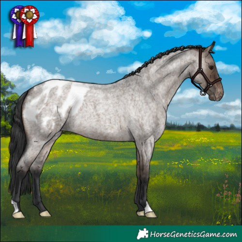 Horse Color:Brown Roan Dun Appaloosa 