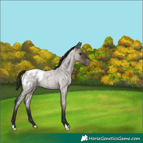 Horse Color:Brown Roan Dun Appaloosa