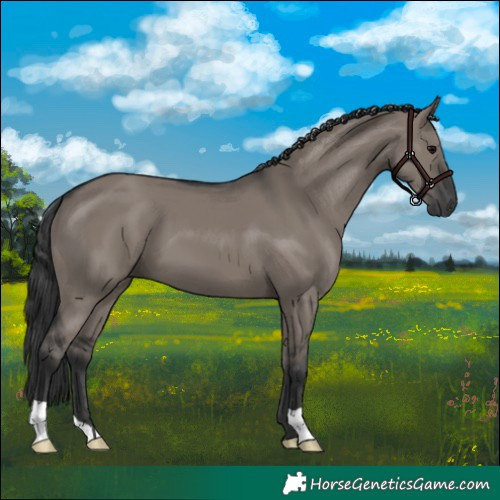Horse Color:Grullo 