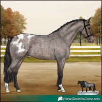 Horse Color:Brown Roan Dun Appaloosa 