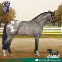 Horse Color:Brown Roan Dun Appaloosa