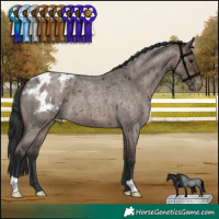 Horse Color:Brown Roan Dun Appaloosa