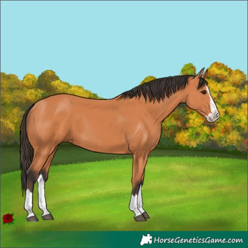 Horse Color:Bay Splash