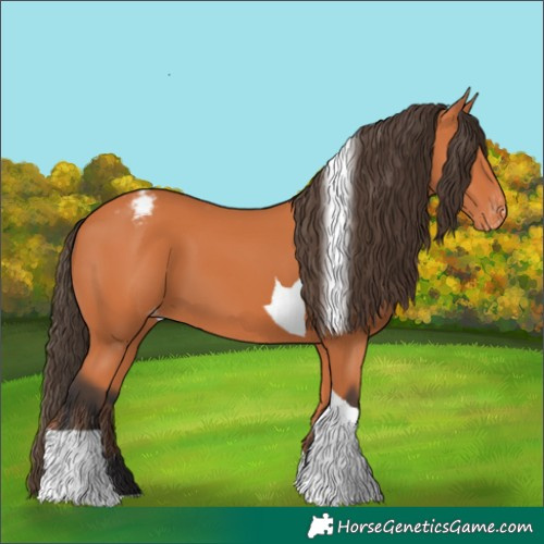 Horse Color:Bay Tobiano Appaloosa 