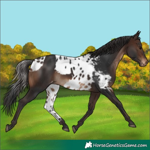 Horse Color:Brown Skewed LP Spotted 