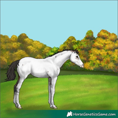 Horse Color:White Spotted Brown Appaloosa 