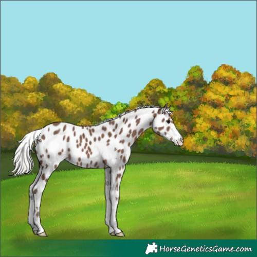 Horse Color:Silver Black Sabino Appaloosa 