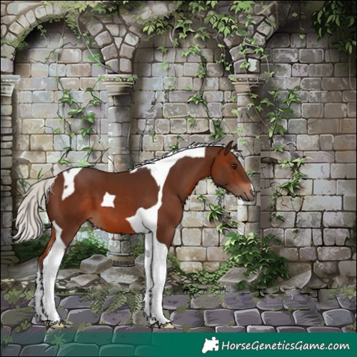 Horse Color:Silver Brown Tobiano 