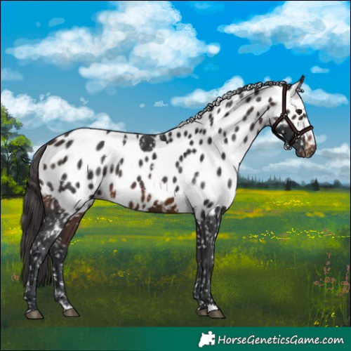 Horse Color:Brown Skewed Appaloosa 