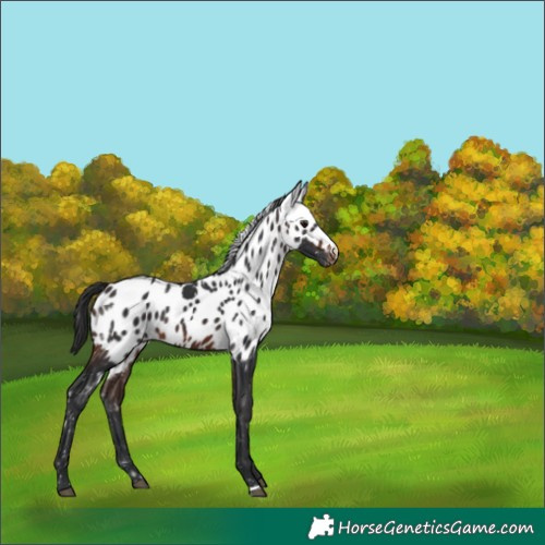 Horse Color:Brown Skewed Appaloosa 