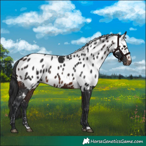 Horse Color:Brown Skewed Appaloosa 