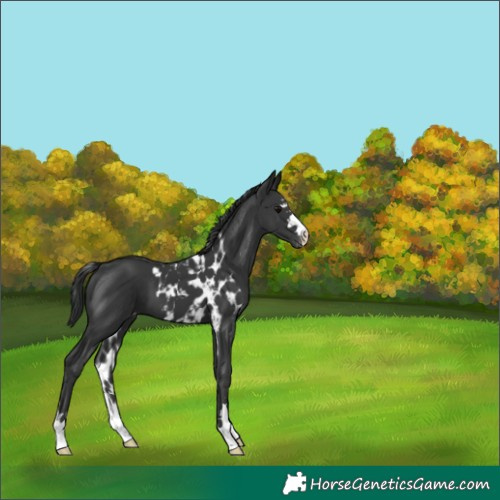 Horse Color:Black Skewed Appaloosa 