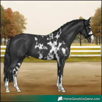 Horse Color:Black Skewed Appaloosa