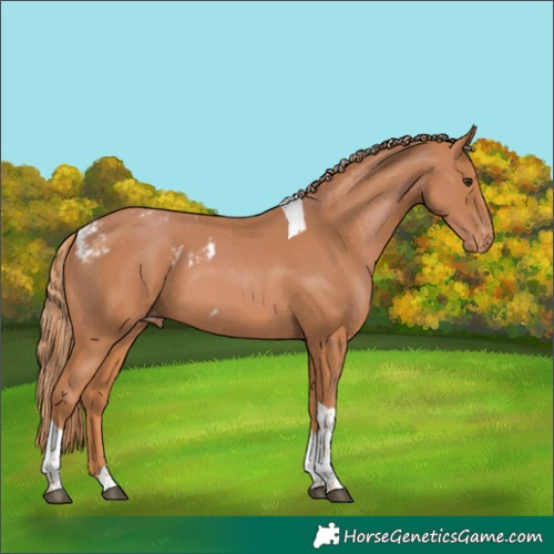 Horse Color:Chestnut Tobiano Skewed Appaloosa Rabicano 