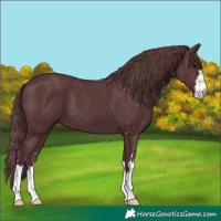 Horse Color:Chocolate Black