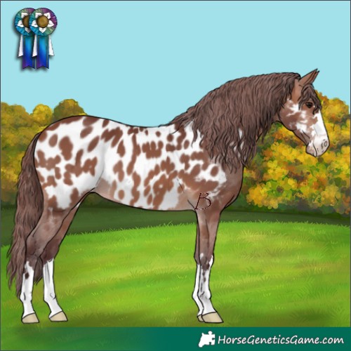 Horse Color:Chocolate Brown Appaloosa