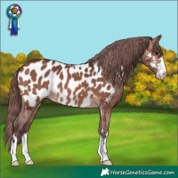 Horse Color:Chocolate Brown Appaloosa
