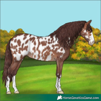 Horse Color:Chocolate Brown Appaloosa 