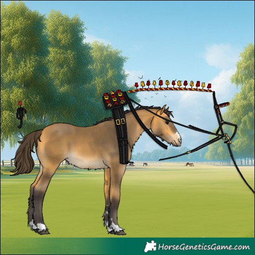 Horse Color:Buckskin 