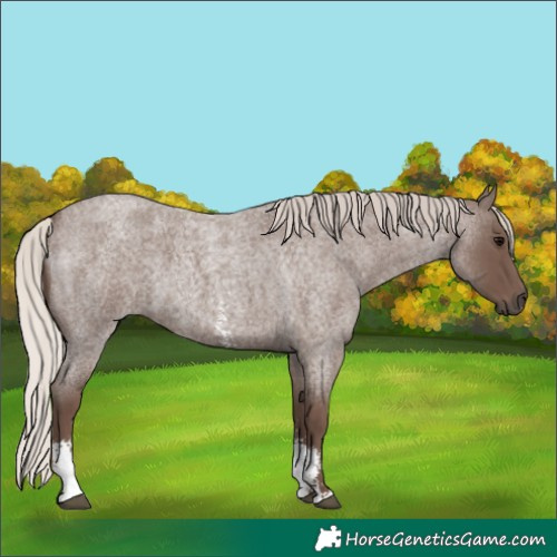 Horse Color:Silver Blue Roan Sabino