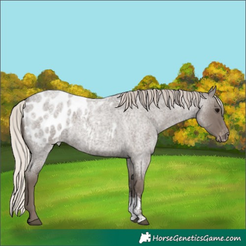 Horse Color:Silver Blue Roan Sabino Appaloosa 