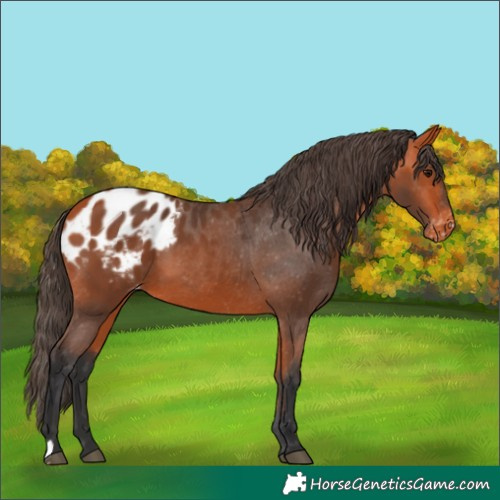 Horse Color:Bay Appaloosa 
