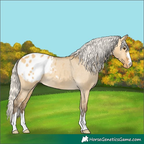 Horse Color:Silver Buckskin Dun Appaloosa 
