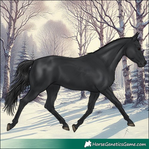 Horse Color:Black 